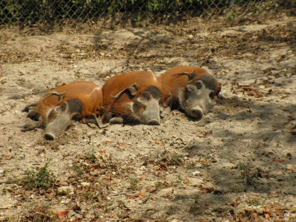 Creation of Three Little Pigs: Step 1
